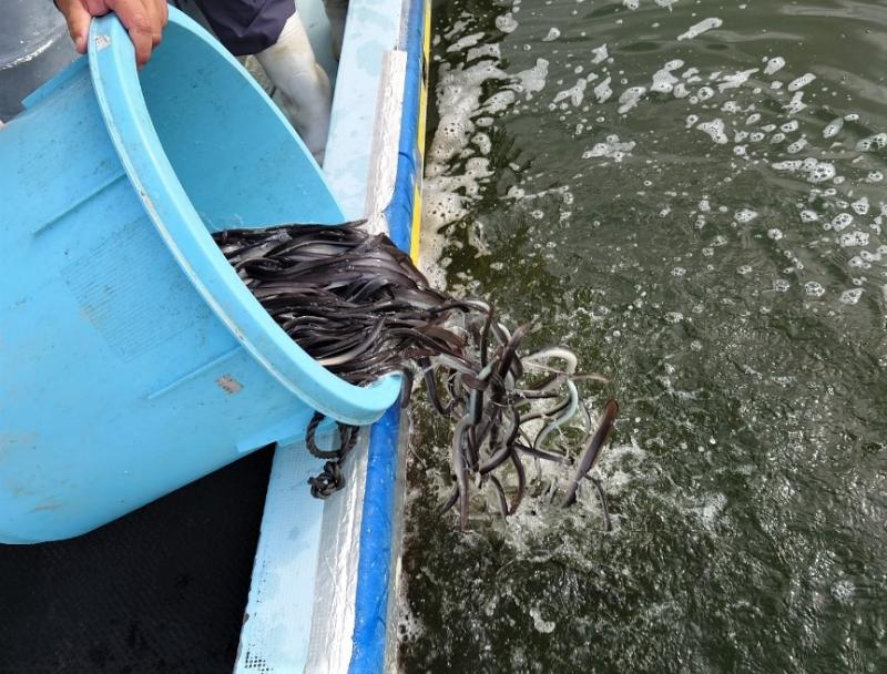 ウナギ種苗放流の様子