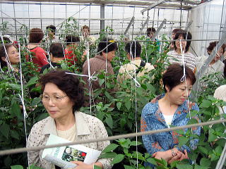 20060705-1ピーマンの栽培状況の確認