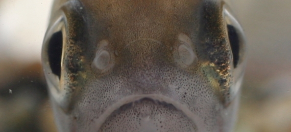 魚の写真
