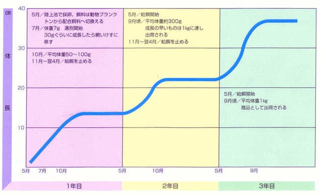 コイ養殖のスケジュール