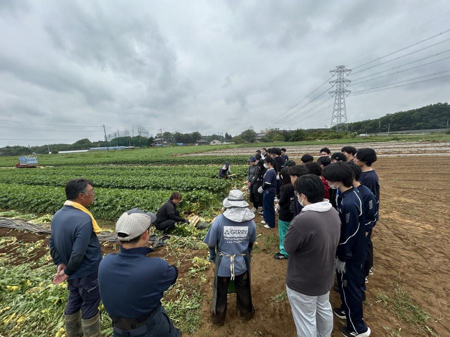 daikon