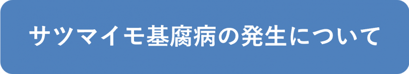 サツマイモ基腐病の発生について