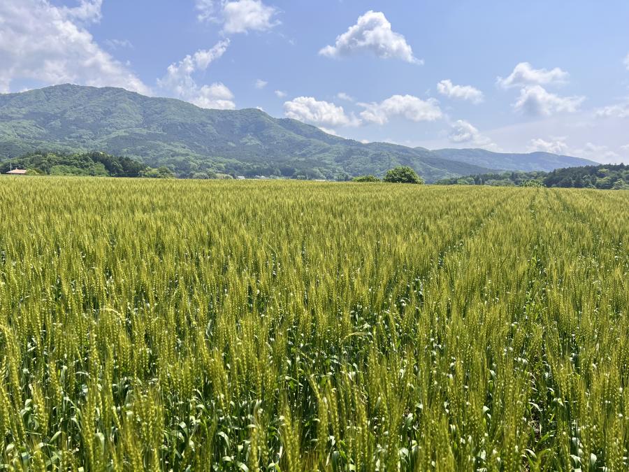 小麦圃場
