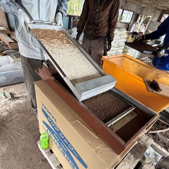 有機水稲播種20260410_2