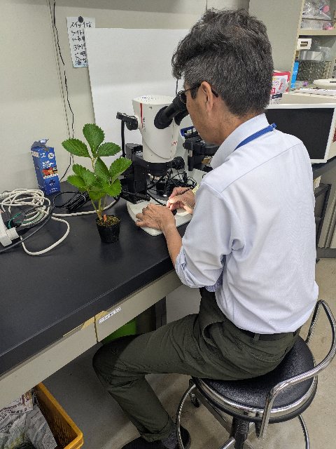 イチゴ花芽検鏡