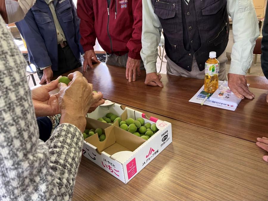 20250529ウメ目揃え会