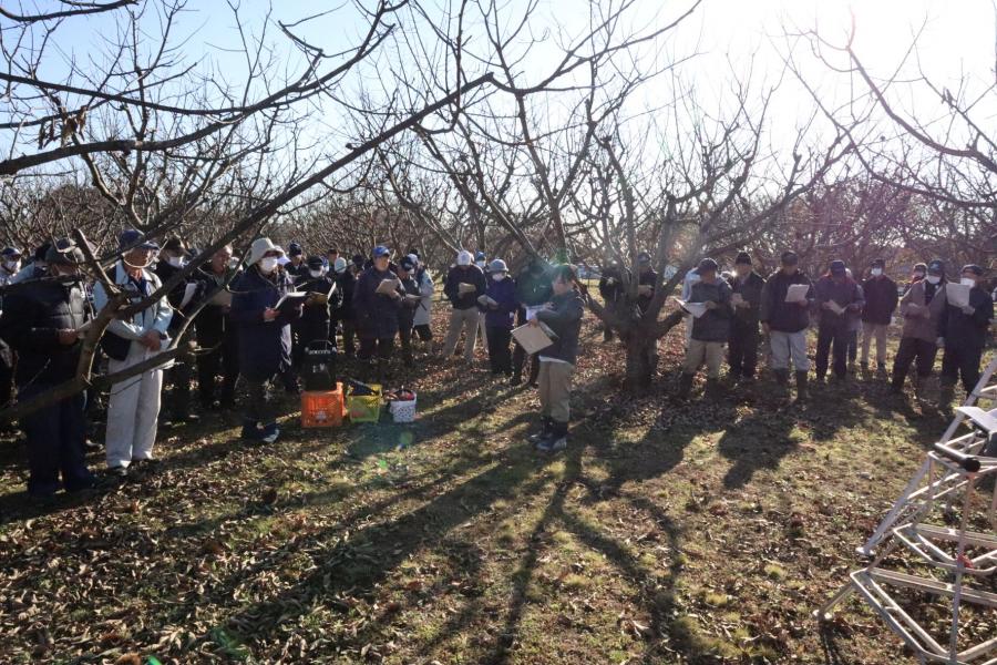 クリ剪定講習20251216