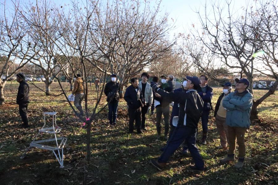 クリ剪定講習20251216_2