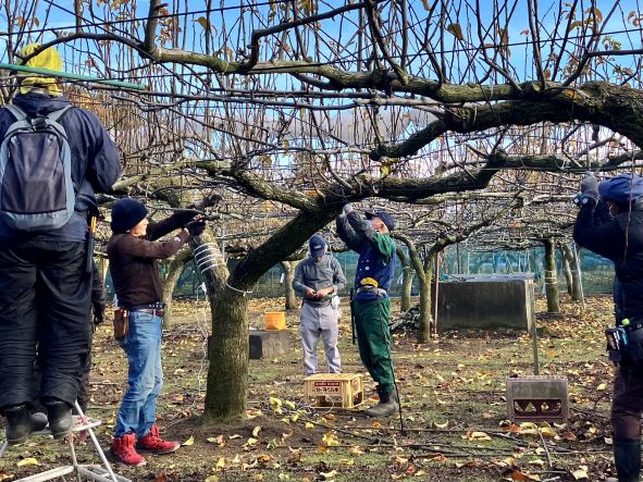 ナシ選定20251128