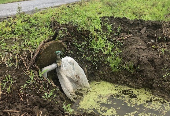 ナガエツルノゲイトウ対策ネット