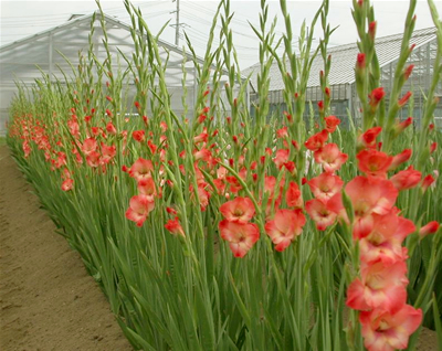 栽培されているグラジオラスの花の写真