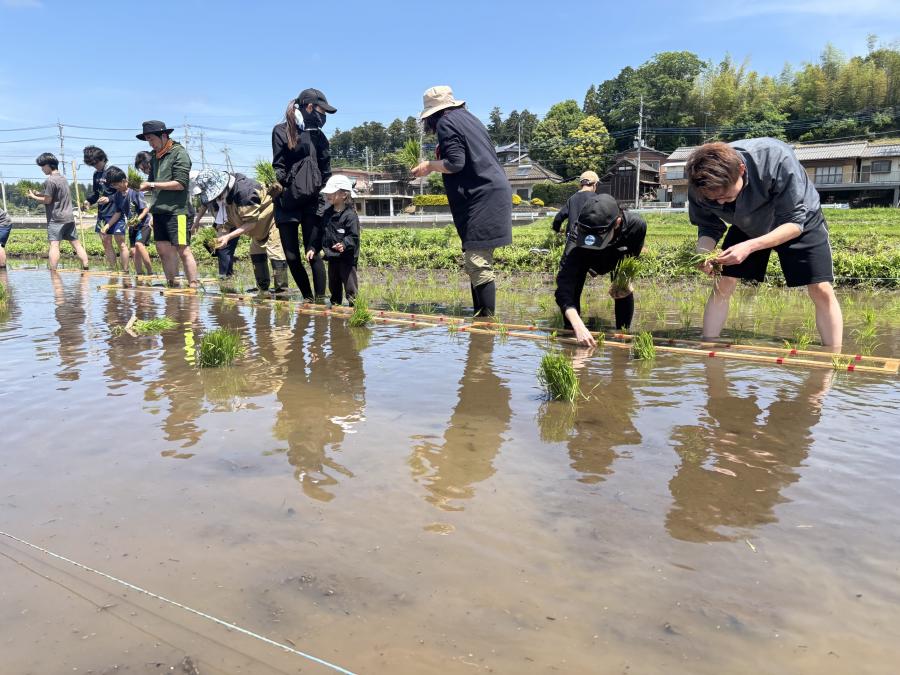 田植え2
