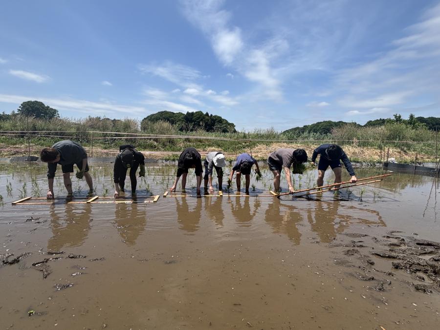 田植え3