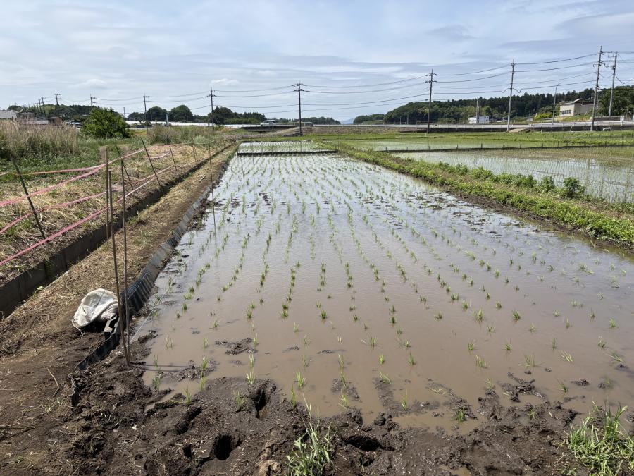 田植え4