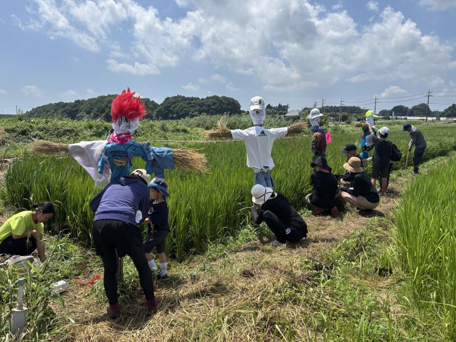 かかし設置