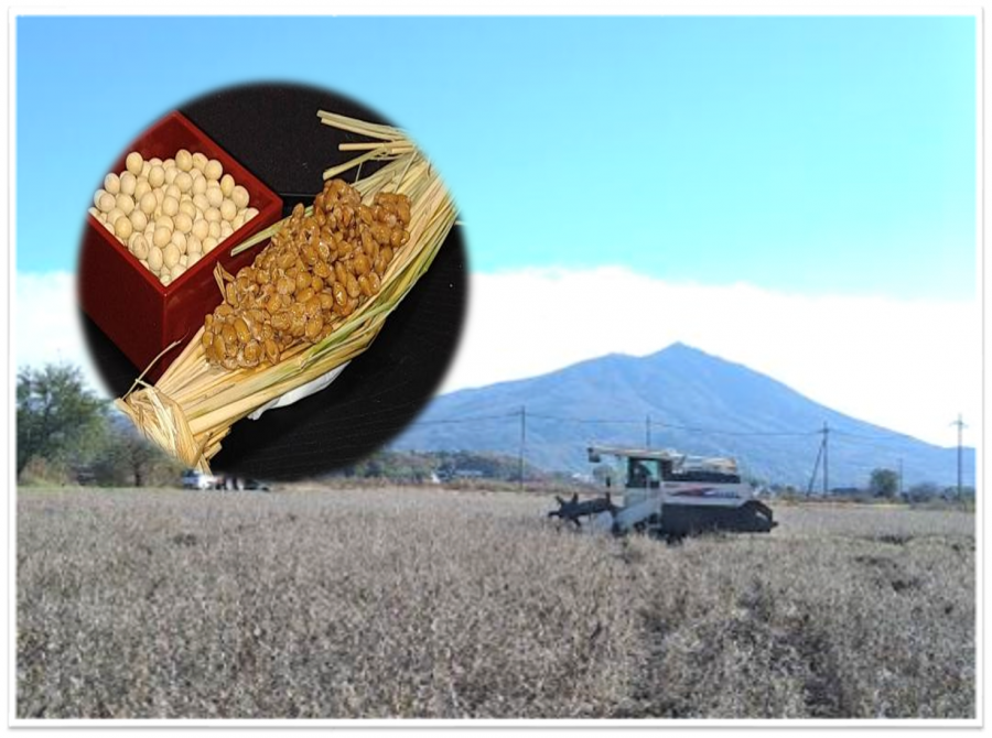 大豆写真