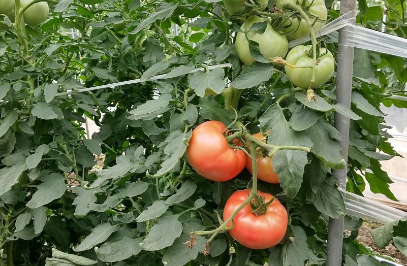 抑制トマト産地