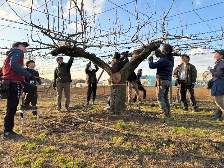 20251217下妻梨アカデミー整枝・剪定