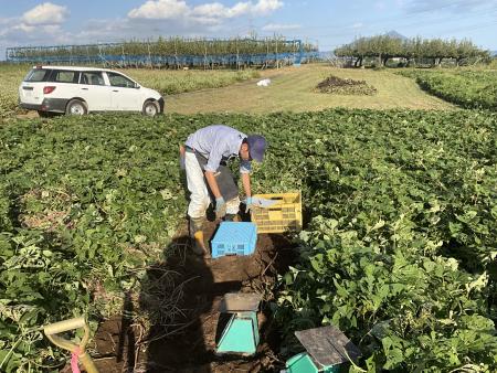 生分解性マルチ比較試験の収量調査(9～10月)