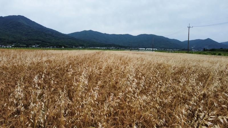 桜川市農業後継者クラブ 大地のめぐみ が圃場巡回を行いました 茨城県