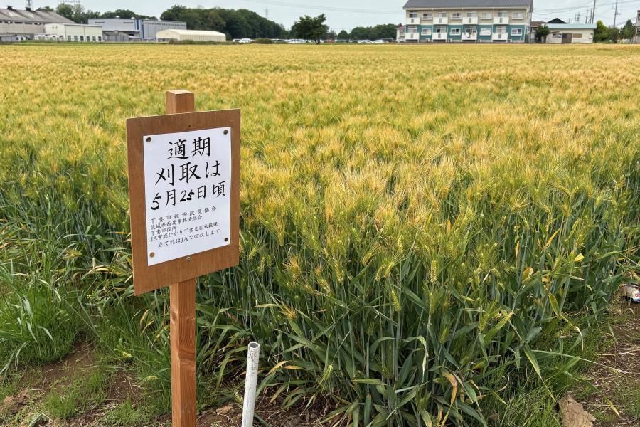 20250514収穫適期看板左1