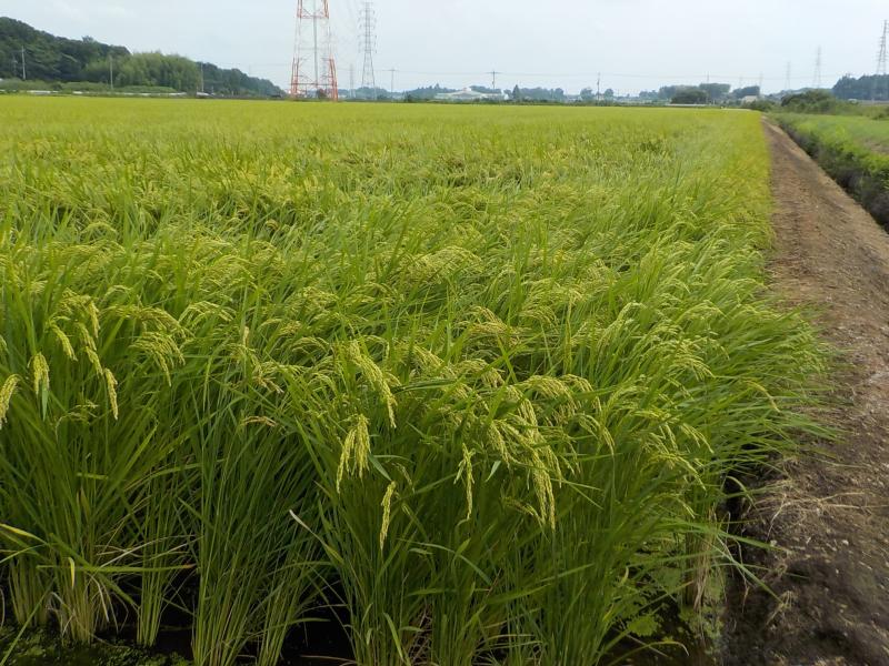 幸江崎2期地区の米作付け風景