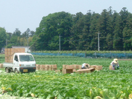 事業実施地区のレタスの収穫の様子