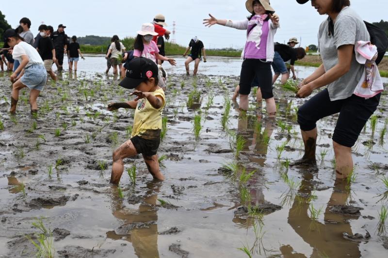 田植え体験