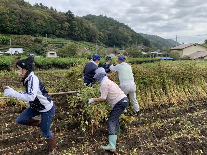 そば収穫