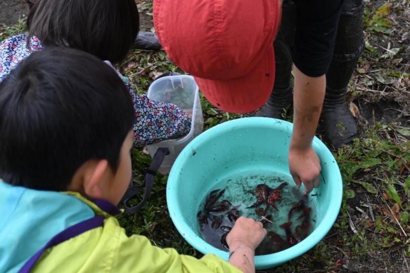 生き物観察