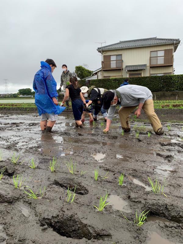 田植え体験