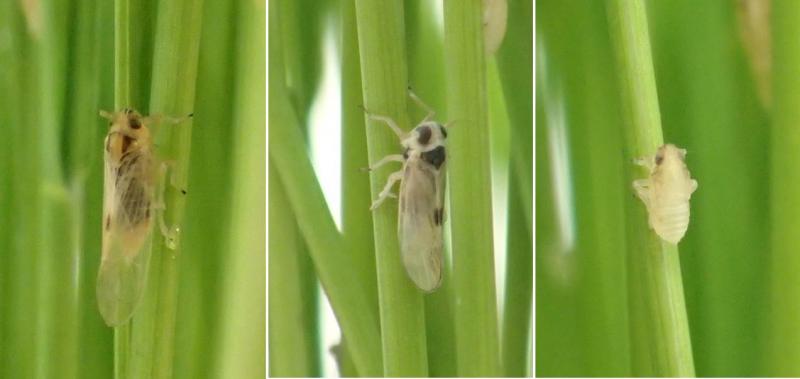 ヒメトビウンカ成虫と幼虫