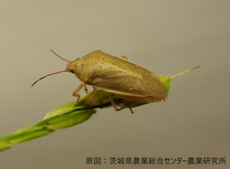 イネカメムシ成虫