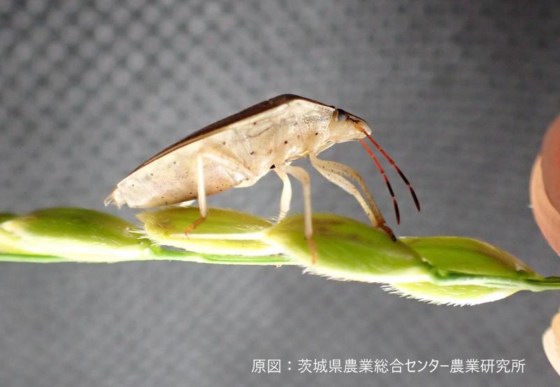 イネカメムシ成虫横から