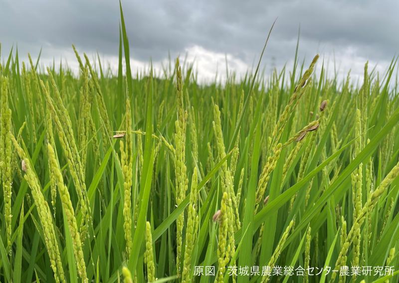 イネカメムシ多発生の様子