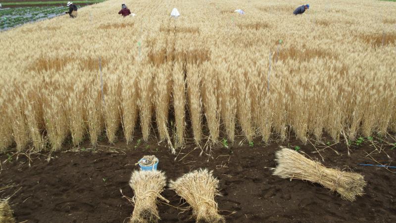 試験区の収量を割り出すため定面積を刈るようす