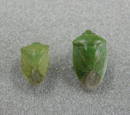 左：アオクサカメムシ成虫右：ツヤアオカメムシ成虫