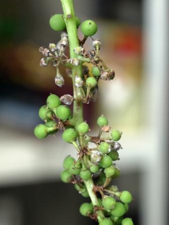 ブドウ べと病 茨城県