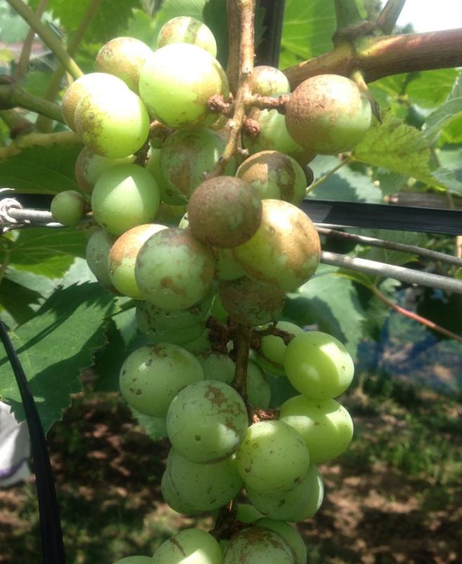 チャノキイロアザミウマによるブドウ被害果