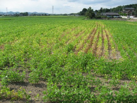 ダイズ茎疫病発病圃場