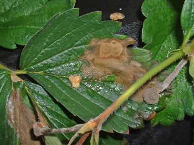 施設野菜共通 灰色カビ病 茨城県