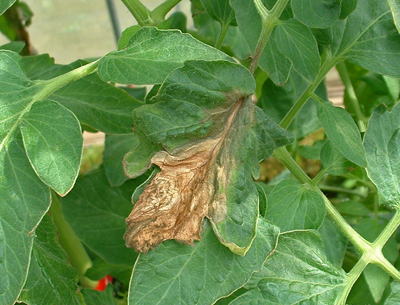 施設野菜共通 灰色カビ病 茨城県