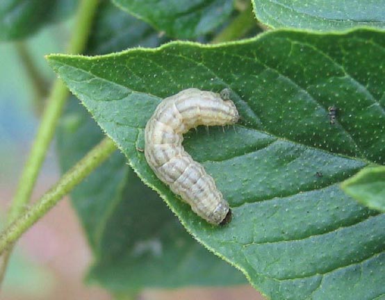 アブラナ科野菜共通 ハイマダラノメイガ 茨城県