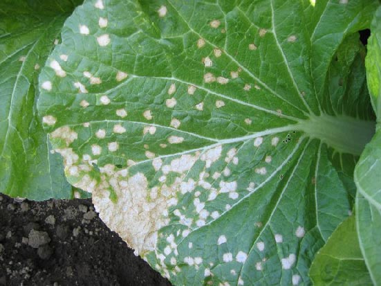 ハクサイ 白斑病 茨城県