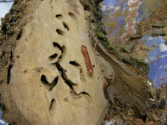 被害枝とヒメボクトウ幼虫