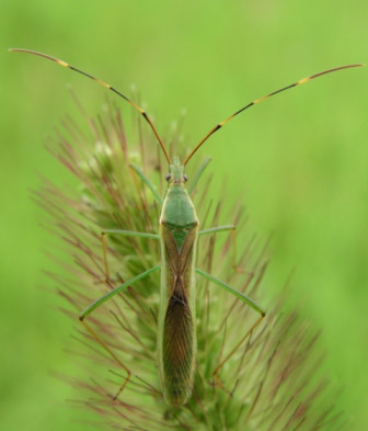 クモヘリカメムシ成虫