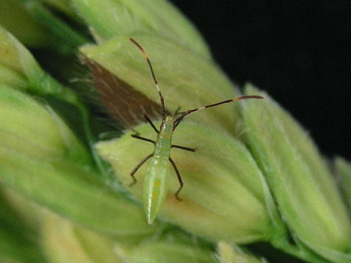 クモヘリカメムシ幼虫