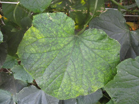 葉の退緑小斑点症状