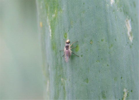 ネギハモグリバエ成虫