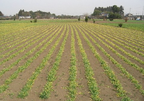 オオムギ縞萎縮病発生圃場